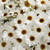 Argyranthemum Grandaisy Ivory White
