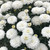 Argyranthemum aramis Double White
