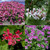 Geranium Scented Mixed
