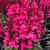 Lobelia Starship Deep Rose