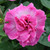 Petunia Tumbelina Eliza