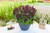 Salvia Gigantimo Purple
