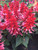 Salvia Gigantimo Pink Kisses