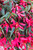 Begonia Firewings Rose