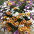 Osteospermum Erato Basket Mixed