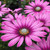 Osteospermum Special Erato Purple Stripes