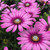 Osteospermum Special Erato Purple Stripes