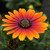 Osteospermum Special Erato Purple Glow