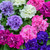 Petunia Tumbelina Mixed (14inch Rattan Basket)