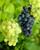 Vitis Glenora (Seedless Grape)