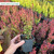 Berberis thunbergii 'Orange Rocket'