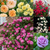 Lucky Dip Climbing Roses