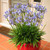 Agapanthus Blue Storm