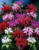 Monarda Mixed 7cm