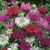 Monarda Mixed 7cm