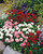 Bellis Daisy Mixed (Garden Ready)