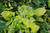 Brunnera macrophylla Diane’s Gold