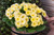 33 Polyanthus Stella Banana Cream (Maxi Plugs)