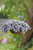 Pansy Cool Wave Frost(Maxi Plug)