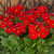 Polyanthus Stella Scarlet Pimpernel (Maxi Plugs)
