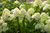 Hydrangea paniculata 'Limelight' P9