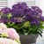 Hydrangea Deep Purple Dance