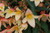 Begonia Starshine Yellow
