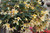 Begonia Starshine Yellow