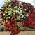 Begonia Boliviensis Starshine Mix
