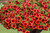 Calibrachoa Orange Punch