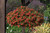 Calibrachoa Orange Punch