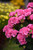 Geranium Big Eeze Pink