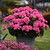 Geranium Big Eeze Pink