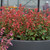 Salvia Salmia Red-Orange