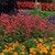 Salvia Salmia Red-Orange