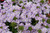 Verbena Voodoo Lavender Star