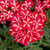Verbena Voodoo Red Star
