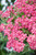 Verbena Voodoo Pink Star