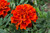 Marigold Fireball (Garden Ready)