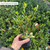 Crinodendron hookerianum