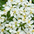 Choisya dewitteana Aztec Pearl