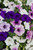 Petunia Frenzy Grand Rapids Mix (Maxi Plugs)