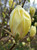 Magnolia Yellow Lantern