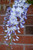 Wisteria sinensis Caroline