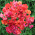 Sweet Pea (Lathyrus) Summer Sizzler