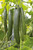 Cucumber Shakira