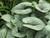 Brunnera macrophylla Sea Heart