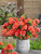 Azalea Geisha Orange