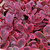 Sedum Sunsparkler Wildfire