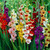 Gladiolus Butterfly Mixed Promo